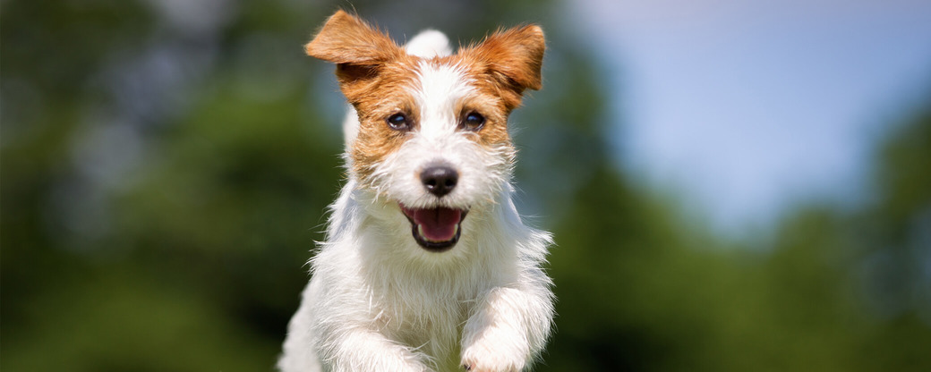 Jack Russel läuft über Wiese