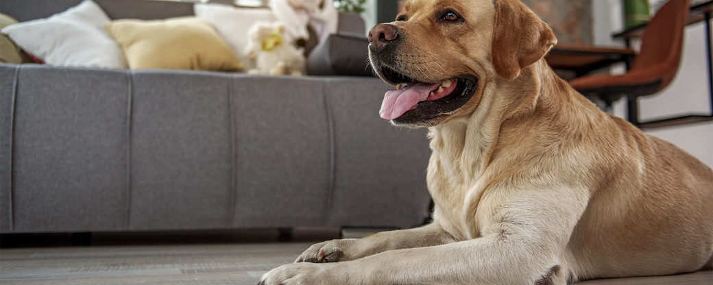 Großer Hund mit Kauknochen