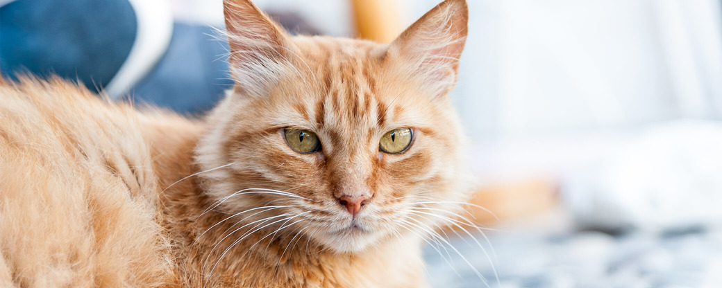 Katze schaut in Kamera