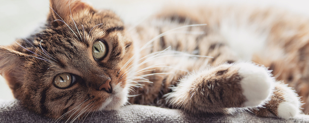 Katze liegt auf Decke