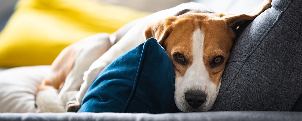 Dandruff and dull coat in dogs Doppelherz